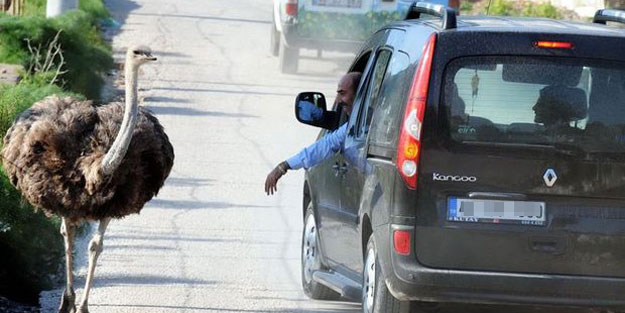 'Nereye böyle Bihter?'