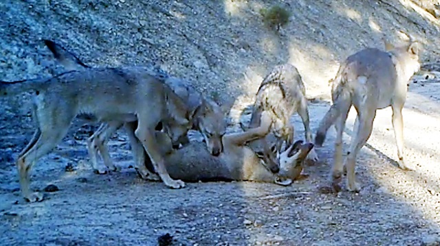 Nesilleri tehlike altında: Burdur'da böyle görüntülendiler