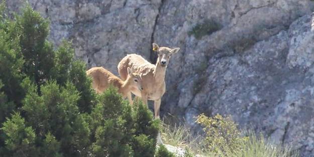 Nesilleri tükendikten 150 yıl sonra yeniden yerleştirilmişlerdi! İlk yavrular dünyaya geldi