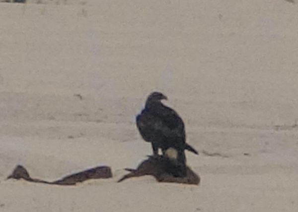 Nesli tehdit altında! Orada görüntülendi