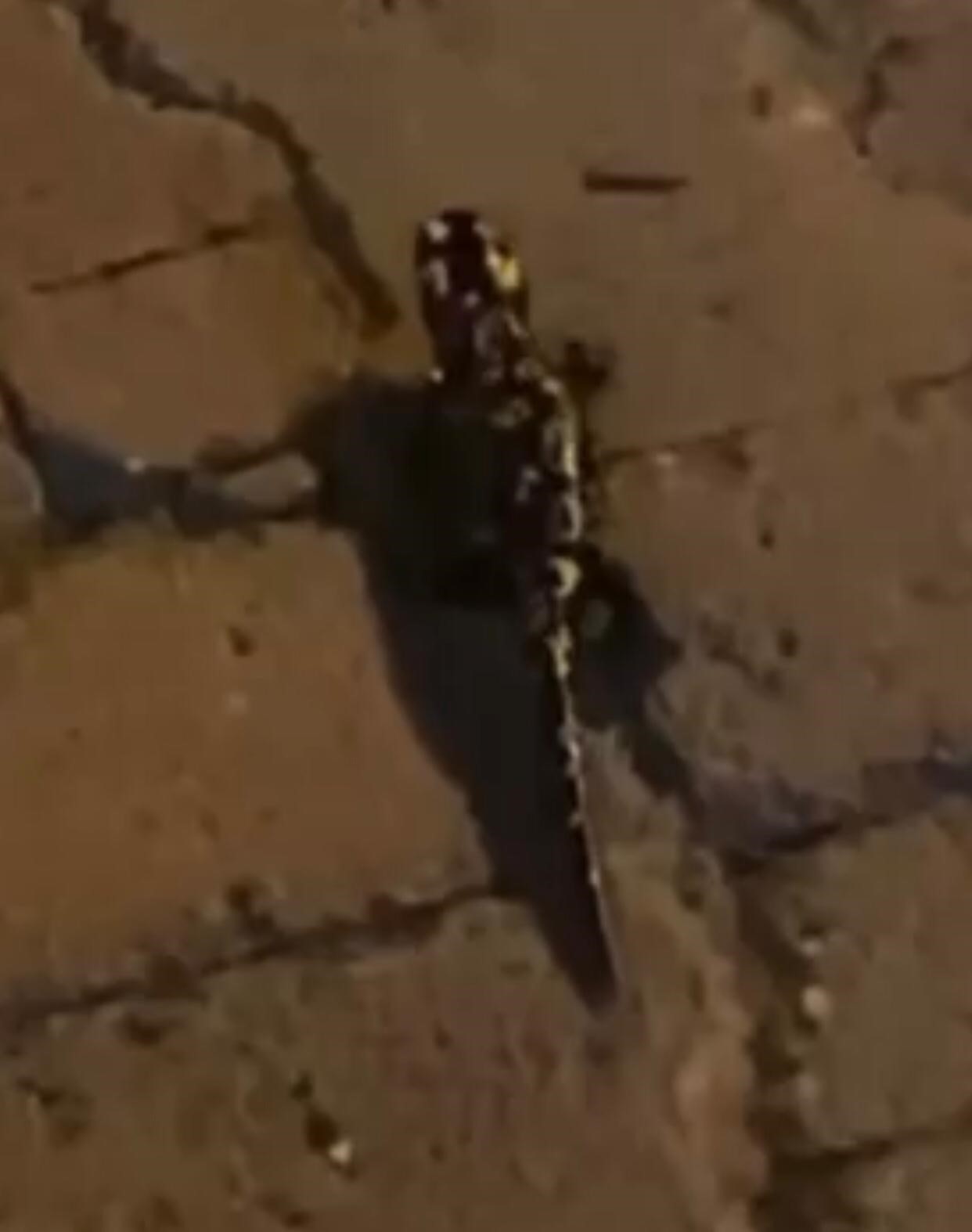 Nesli tehdit altındaydı, Batman'da görüldü!