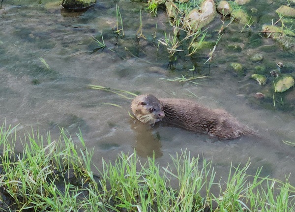 Nesli tehlike altında! O ilimizde görüntülendi