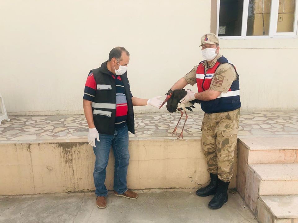 Nesli tehlike altında olan kara leylek tedavi altına alındı 