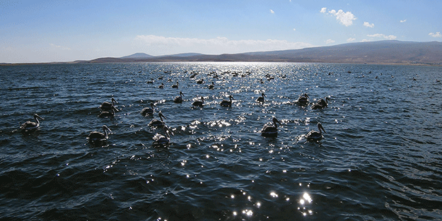 Nesli tehlike altında! Tepeli pelikanlar Ardahan'da ürüyor