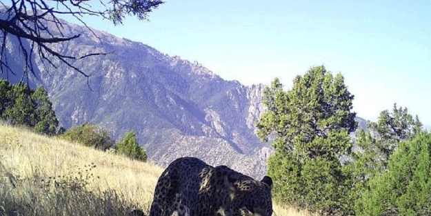Nesli tehlike altındaki Anadolu leoparı fotokapanda