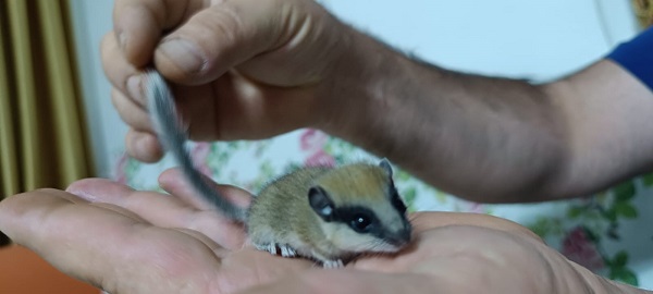 Nesli tehlike altındaki canlıyı elleriyle besledi