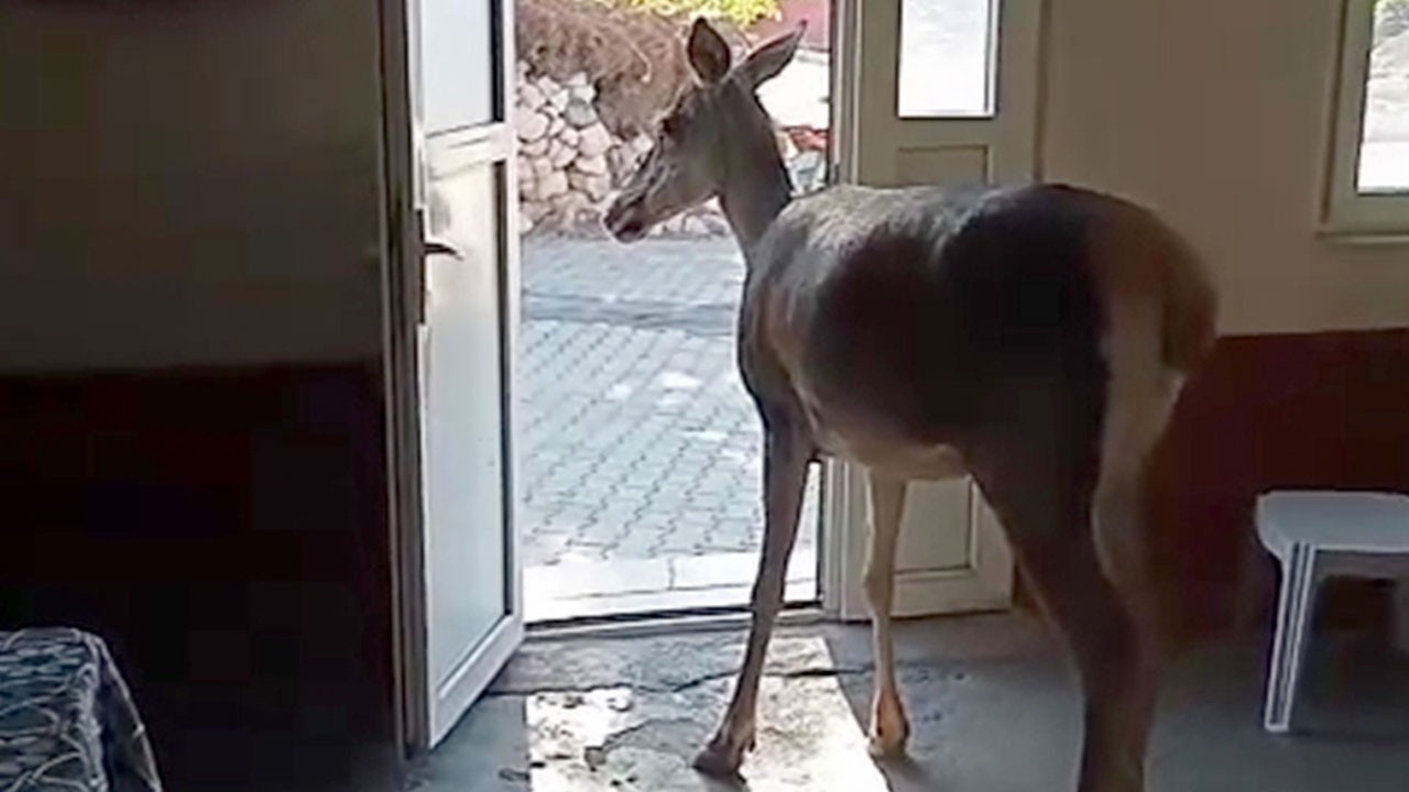 Nesli tehlike altındaki geyik köy kahvehanesine girdi