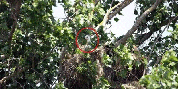 Nesli tehlike altındaki şah kartal yavrusu, yuvadan çalındı