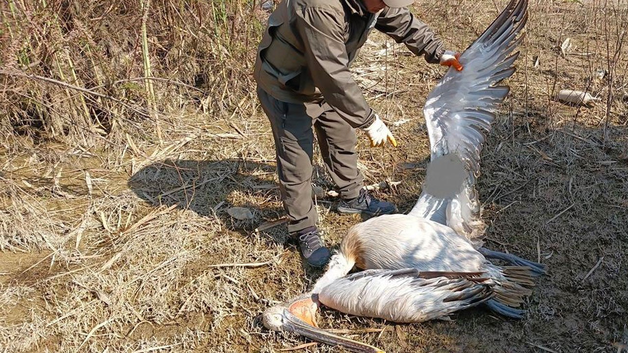 Nesli tehlike altındaki tepeli pelikan bu halde bulundu
