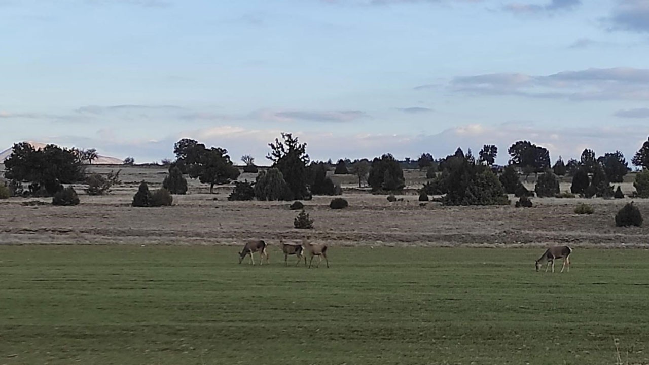 Nesli tehlike altındaki türler doğaya kazandırılıyor