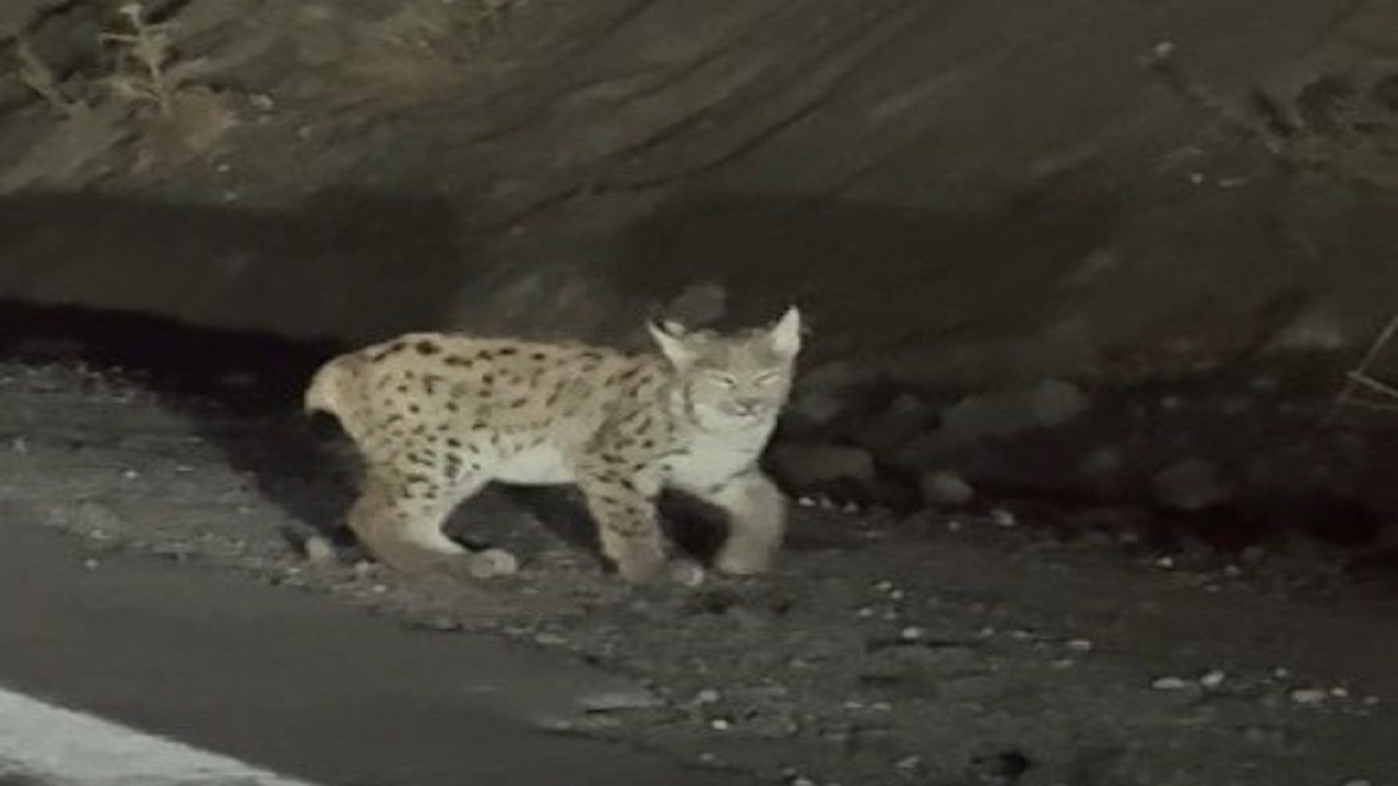Nesli tehlike altındaki yavru vaşak kamerada