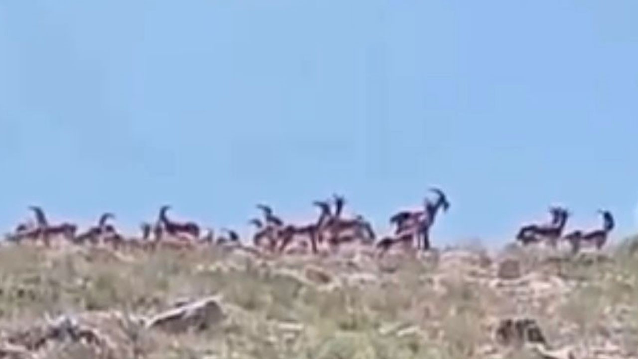 Nesli tehlikede olan yaban keçileri sürü halinde görüntülendi!