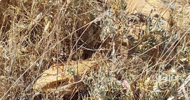 Nesli tehlikede! Şanlıurfa'da bulundu