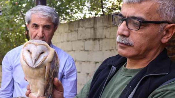 Nesli tehlikedeki peçeli baykuş Iğdır'da bu halde bulundu