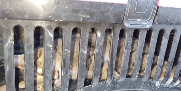 Nesli tükendi sanılan hayvan, Zonguldak’ta yakalandı