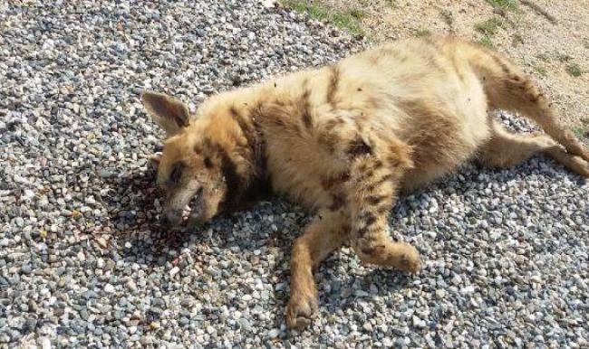 Nesli tükenen hayvana otomobil çarptı!