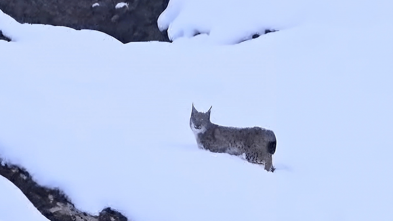 Nesli tükeniyor! Malatya'da görüldü
