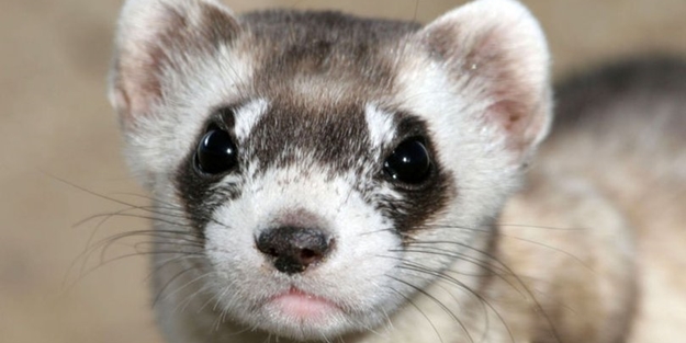 Nesli tükeniyordu... 30 yıl sonra klonlandı