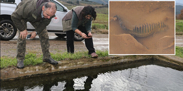 Nesli tükeniyordu! Bir vatandaş buldu