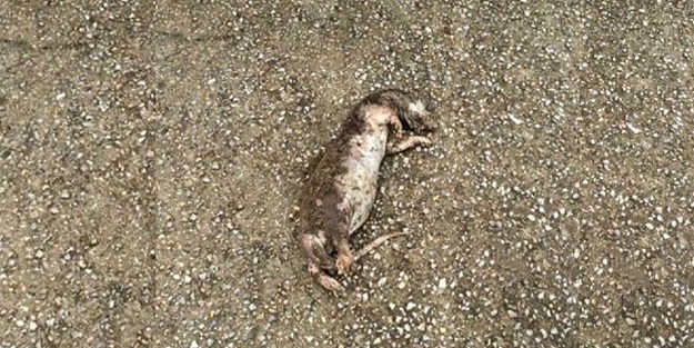 Gemlik sahilinde bulundu