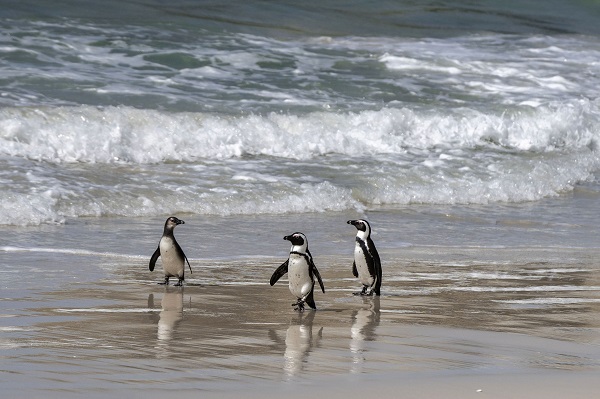 Nesli tükenme tehlikesi altında! Afrika penguenleri objektiflere yansıdı