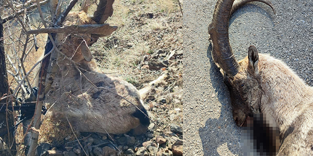 Nesli tükenme tehlikesi altında! Avcılar tarafından vurulmuş halde bulundu