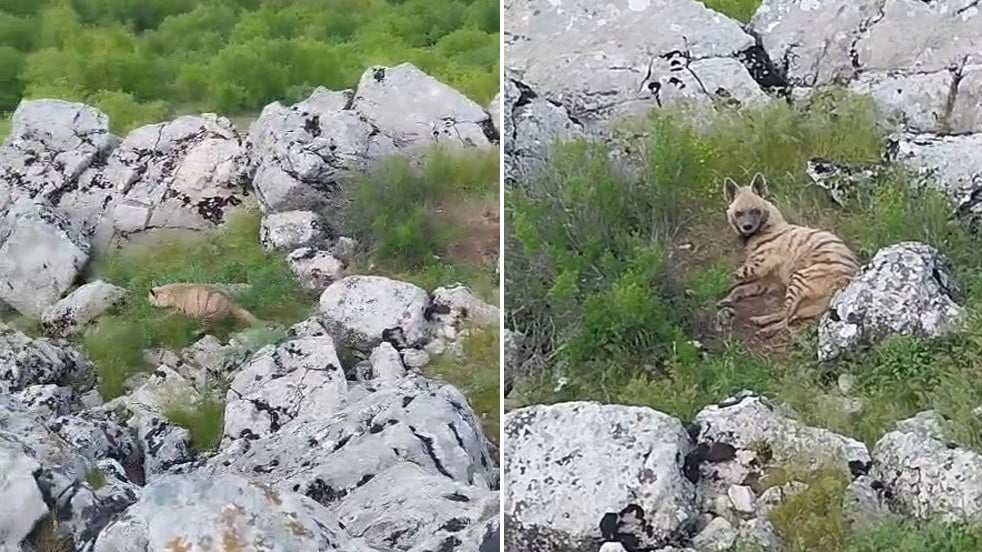 Nesli tükenme tehlikesi altında! Çizgili sırtlan bu kez o ilimizde görüntülendi