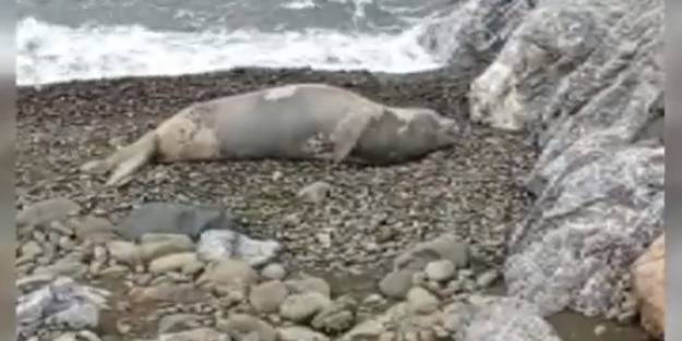 Nesli tükenme tehlikesi altında! Hatay'da görüldü