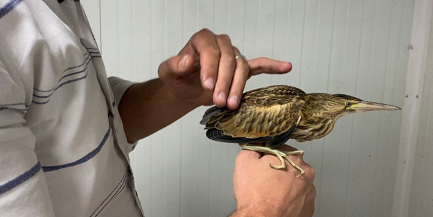 Nesli tükenme tehlikesi altında olan 'Balaban' Ağrı'da görüldü!