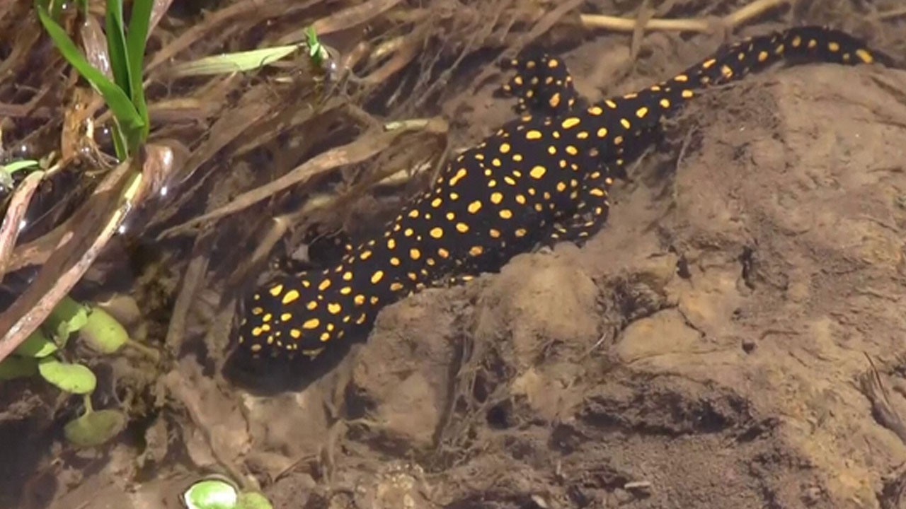 Siirt’te görüldü: Nesli tükenme tehlikesi altında olan benekli semender görüntülendi!
