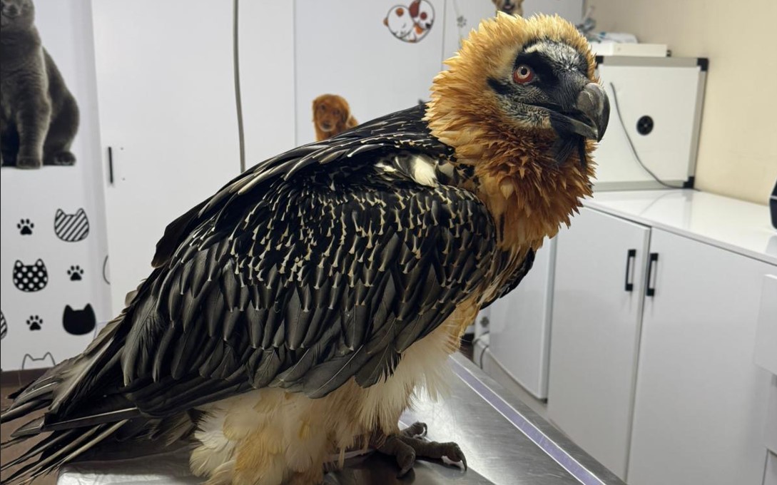 Nesli tükenme tehlikesi altında! Tedavisi tamamlanan sakallı akbaba doğaya salındı