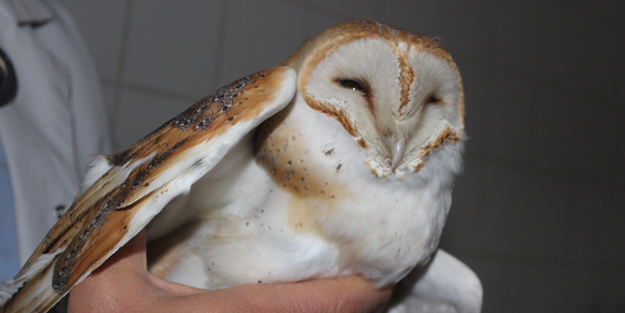 Nesli tükenme tehlikesi altındaki peçeli baykuş yaralı halde bulundu