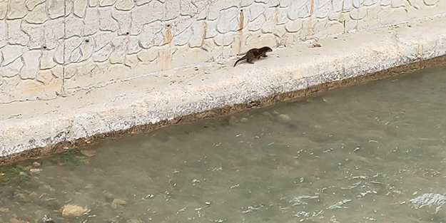 Nesli tükenme tehlikesi altındaki su samuru orada görüntülendi