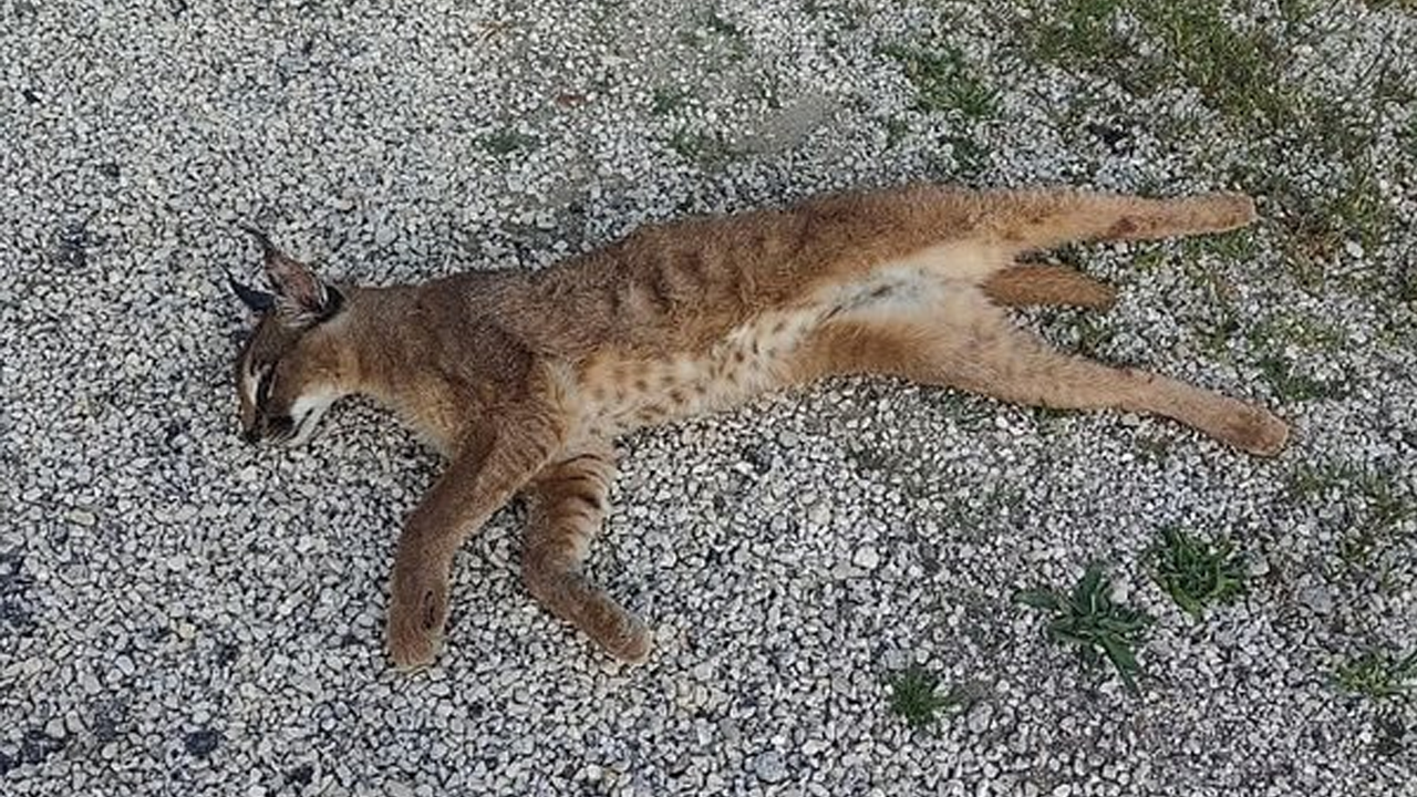 Nesli tükenme tehlikesi altındaydı! Muğla'da ölü bulundu