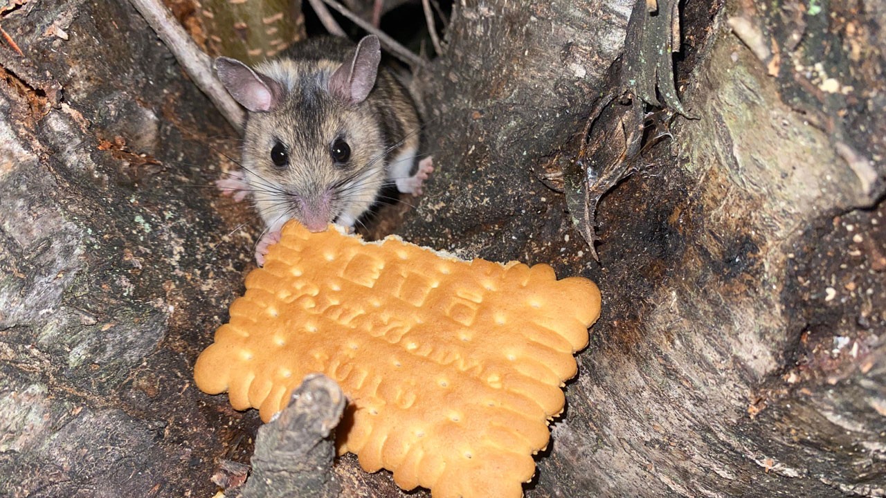 Nesli tükenme tehlikesinde! Bisküvi ile beslendi