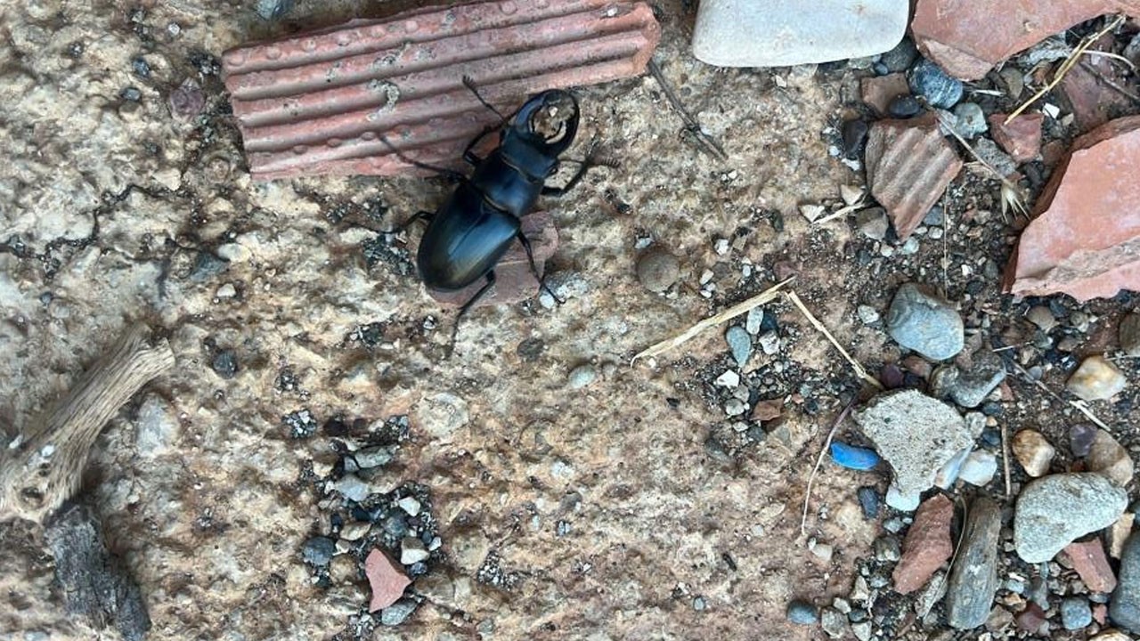 Nesli tükenme tehlikesinde: Diyarbakır'da görüldü