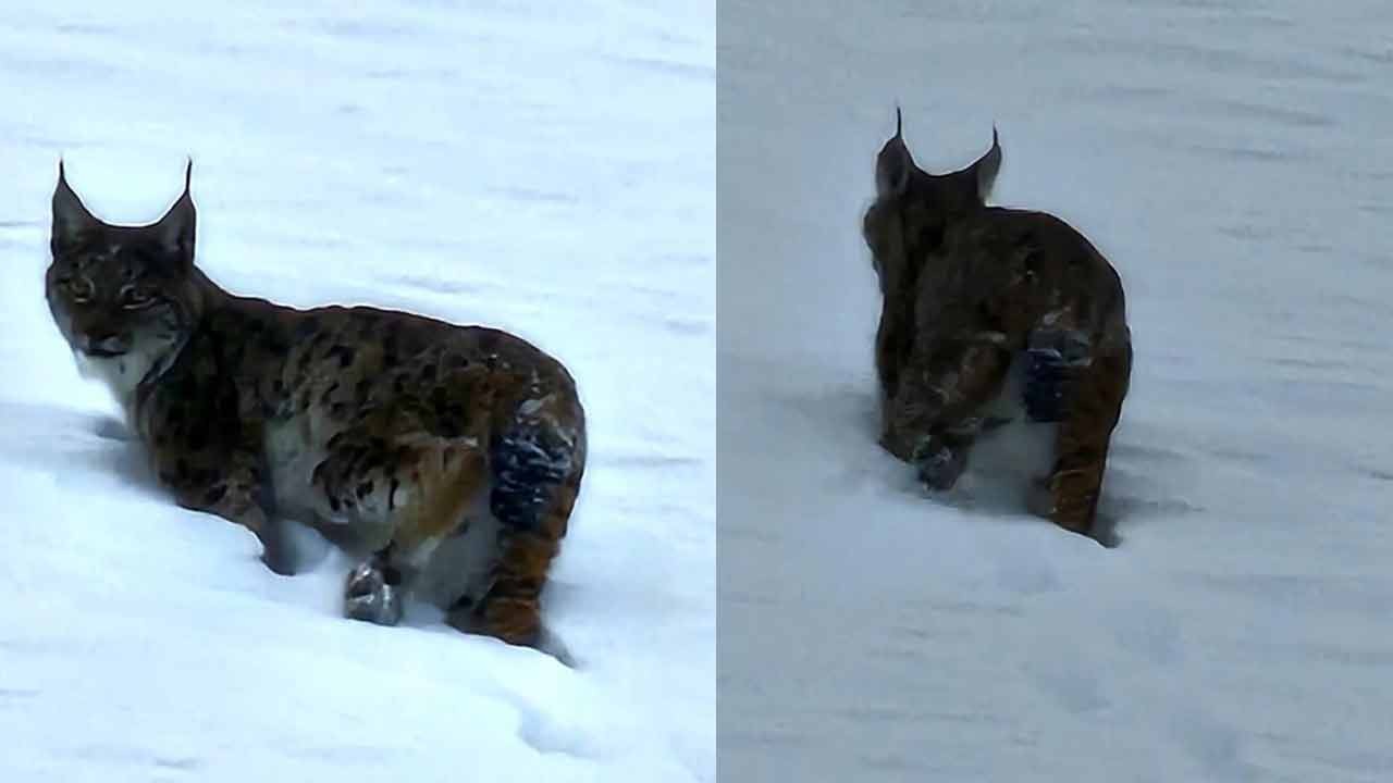 Nesli tükenme tehlikesinde: Hizan'da görüldü!