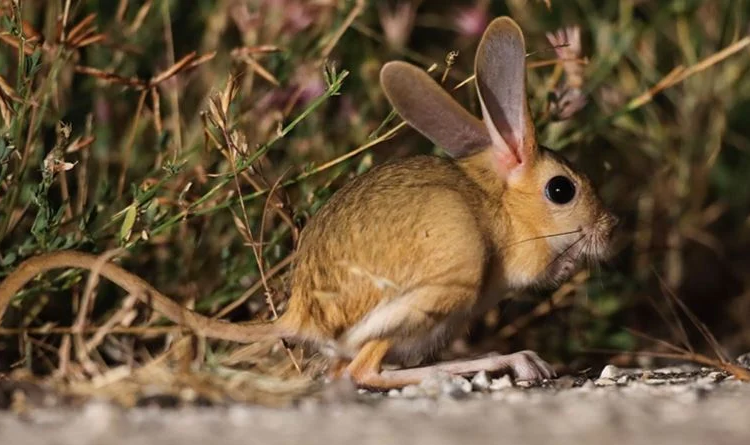 Nesli tükenme tehlikesinde! O ilimizde görüntülendi