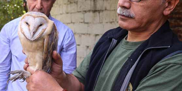 Nesli tükenme tehlikesinde olan paçalı baykuş, baygın halde bulundu