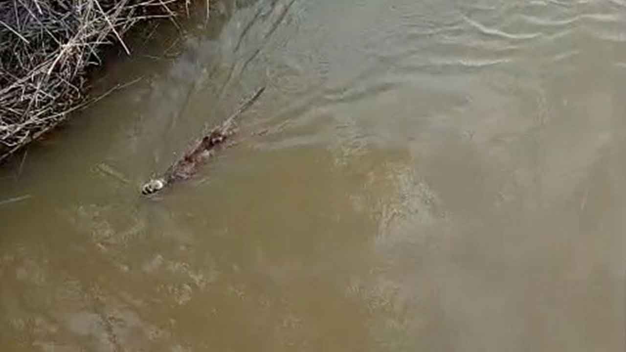 Nesli tükenme tehlikesindeki su samuru derede görüldü!