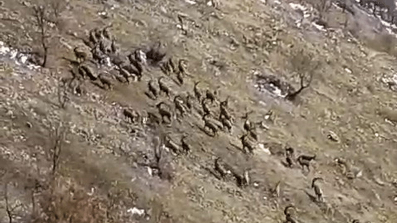 Nesli tükenme tehlikesindeydi! Sürü halinde görüntülendi