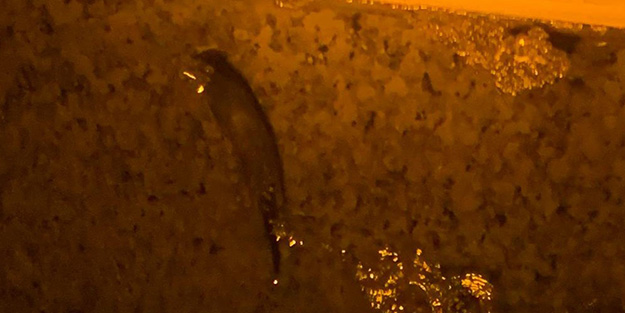 Nesli tükenme tehlikesiyle karşı karşıya! 3'ü bir arada görüntülendi