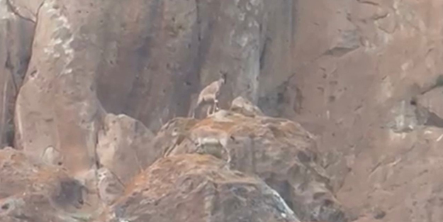 Nesli tükenme tehlikesiyle karşı karşıya! Erzurum'da görüntülendiler