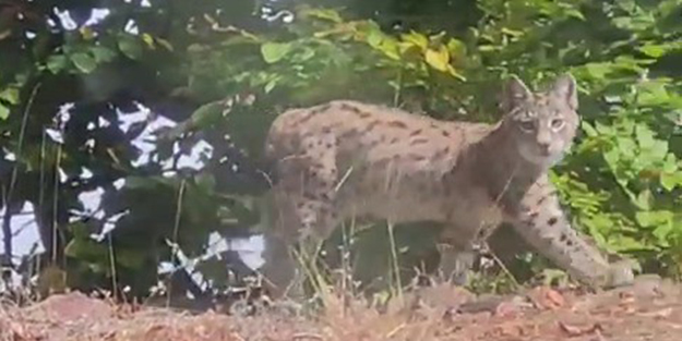 Nesli tükenme tehlikesiyle karşı karşıya! Tokat'ta görüldü