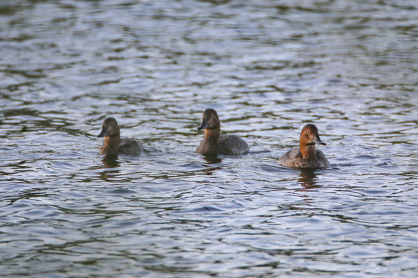 Nesli tükenmek üzere... Ağrı Dağı'nda görüntülendi