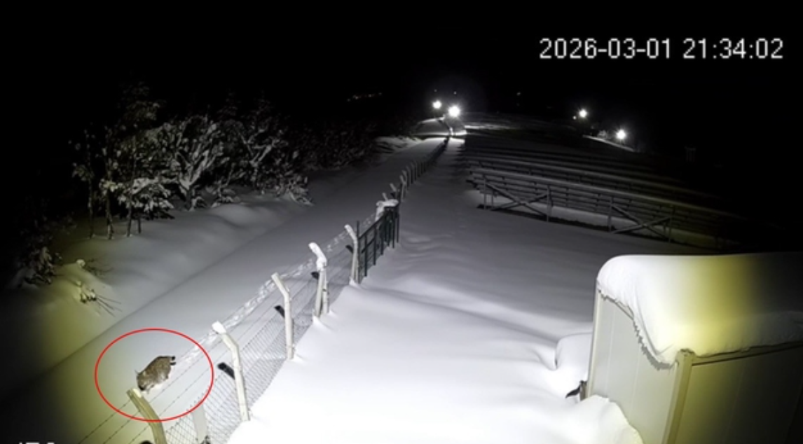 Nesli tükenmek üzere! ‘Gecenin hayaleti’ geri döndü