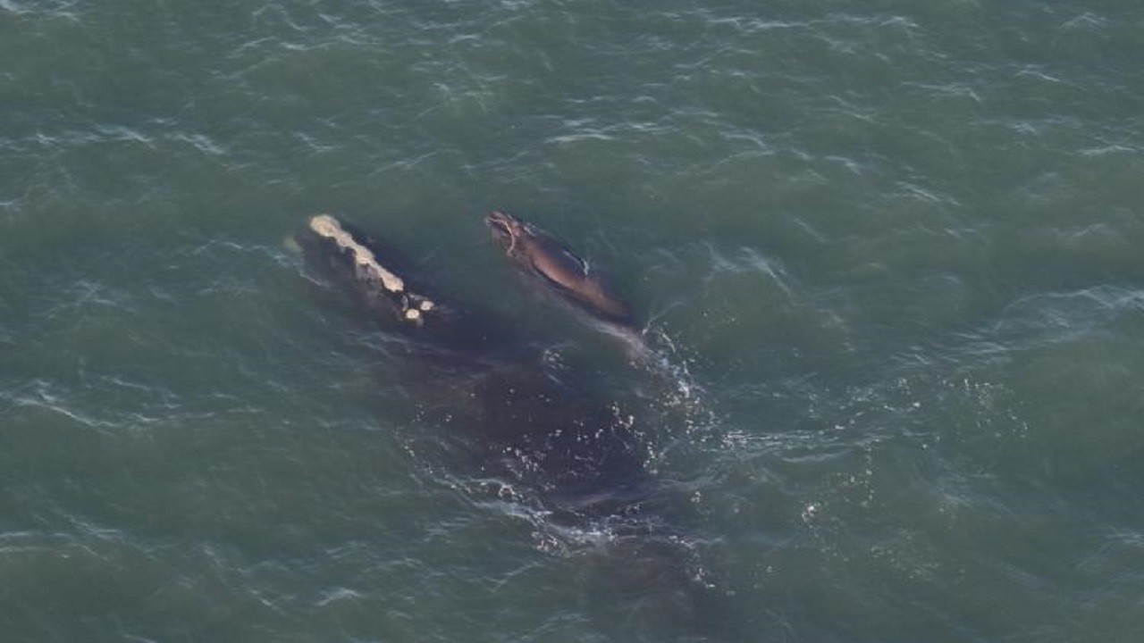 Nesli tükenmek üzere! Kuzey Atlantik Buzul Balinası için umut