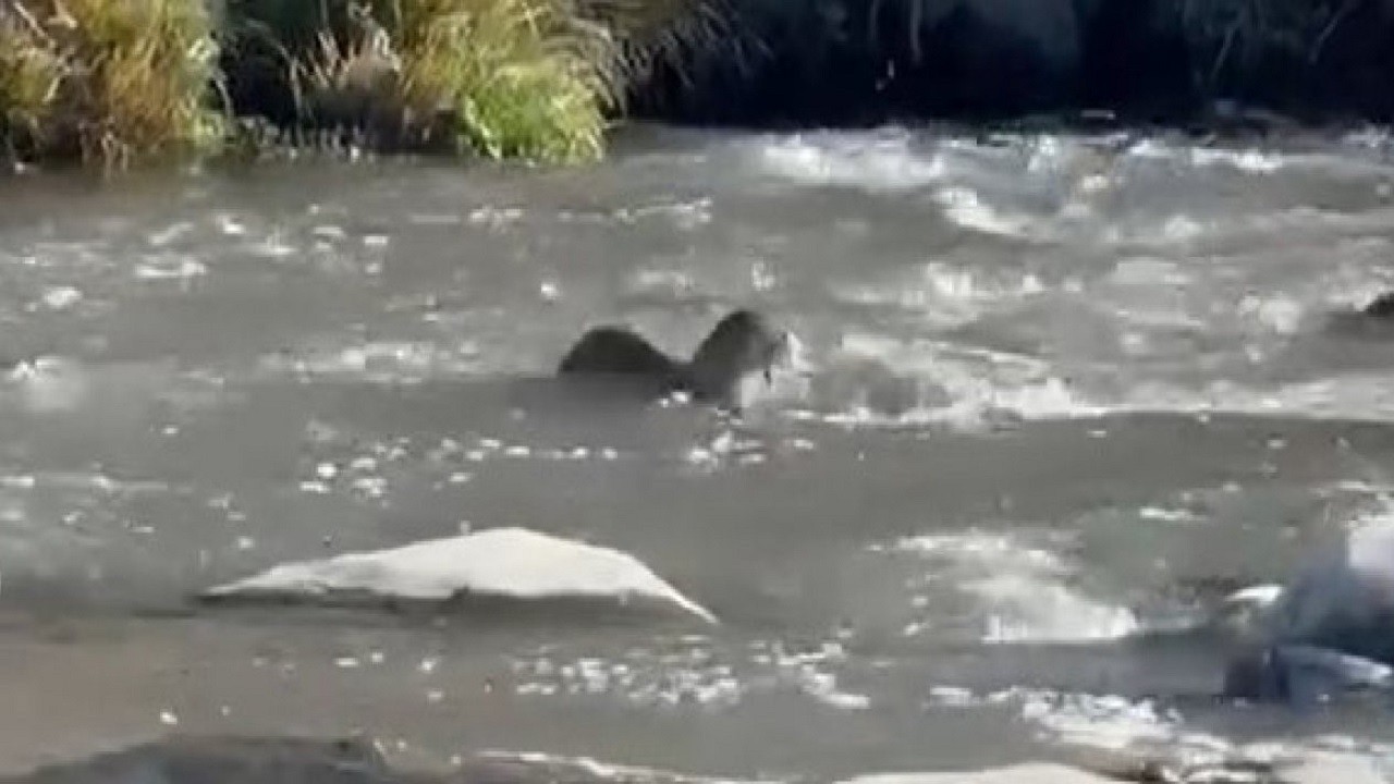 Nesli tükenmek üzere! O ilimizde görüntülendi