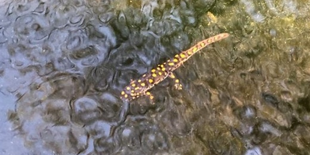 Nesli tükenmek üzere olan Anadolu semenderi, kameralara yakalandı!