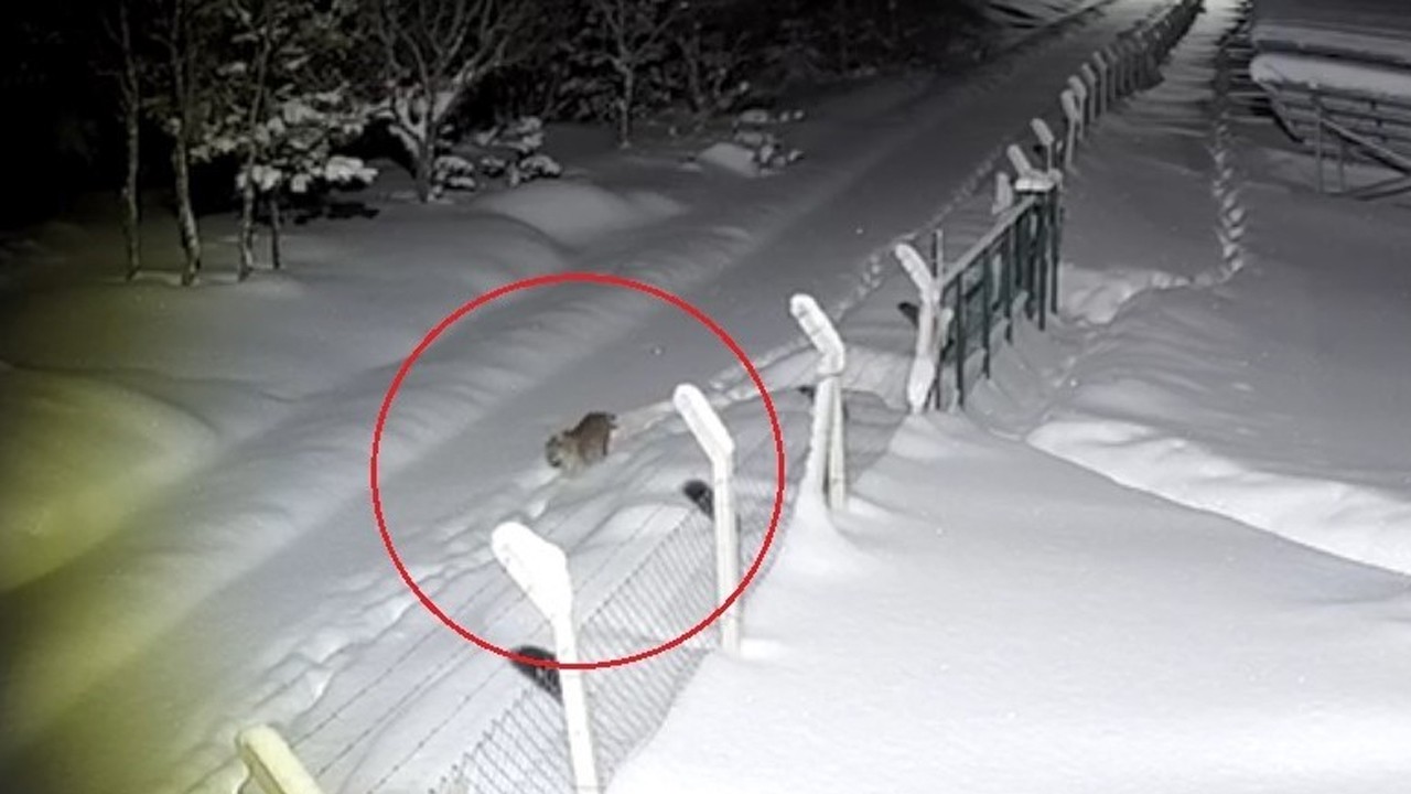 Nesli tükenmek üzere olan hayvan Ordu’da görüntülendi